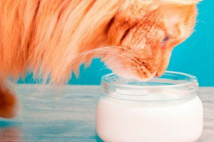 Переваги та шкоду молочних продуктів для кішок Переваги та шкоду молочних продуктів для кішок